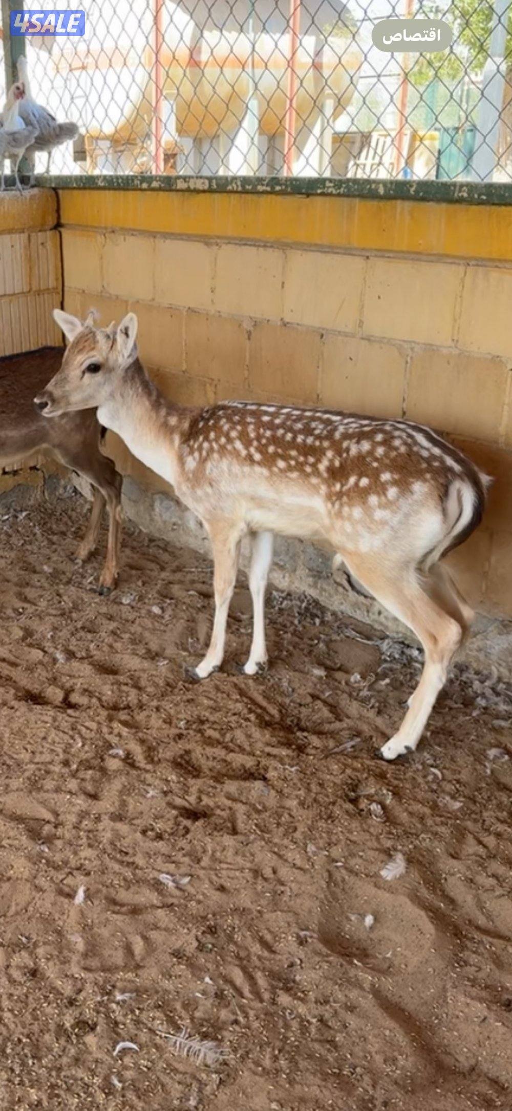 مطلوب غزال ذبح0