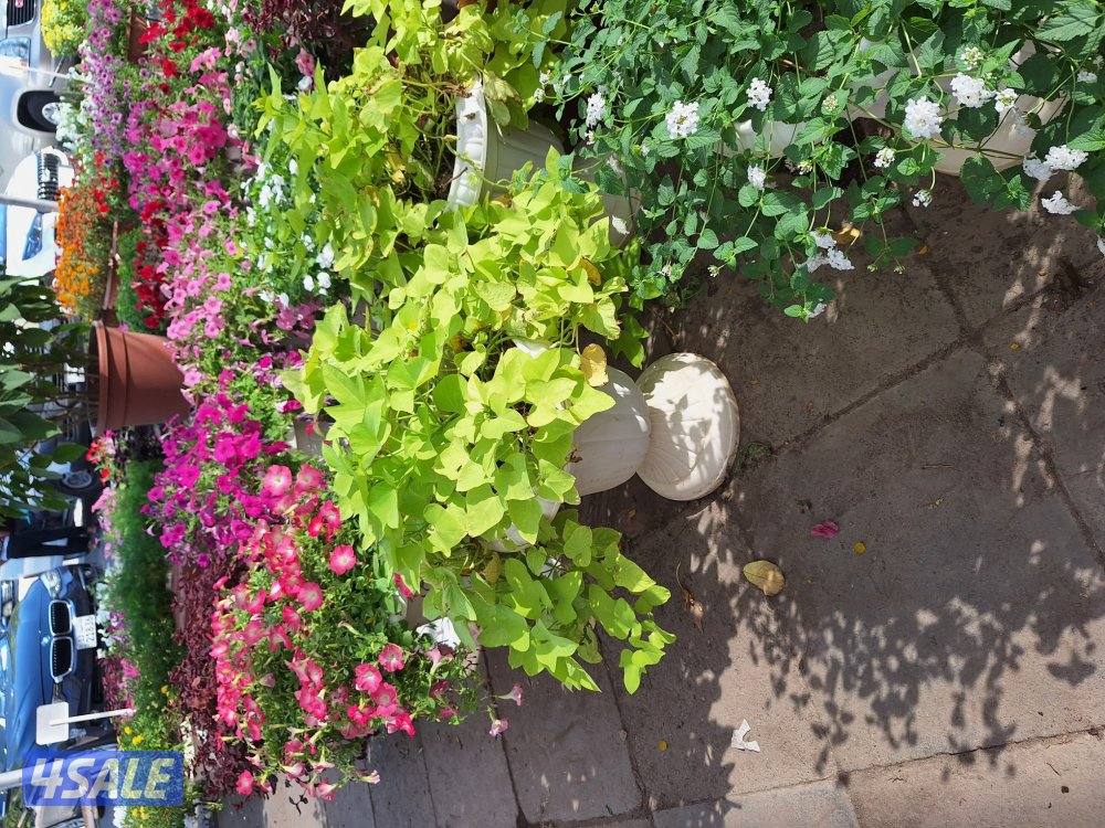 تنسيق حدائق10