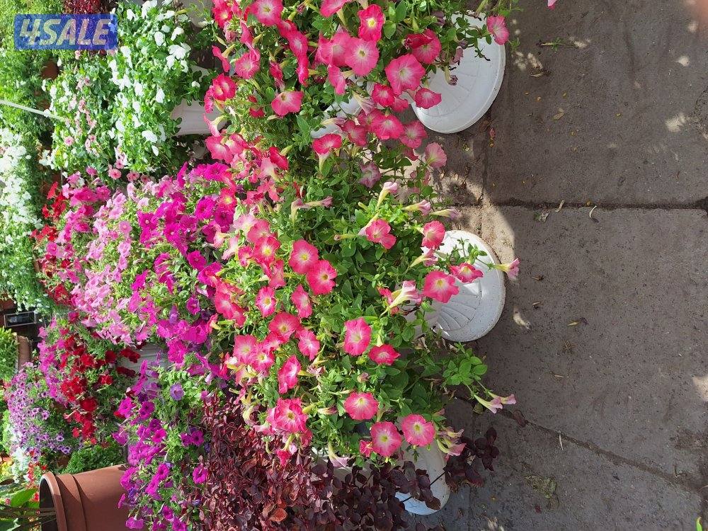 تنسيق حدائق11