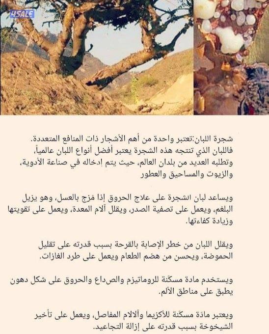 اللبان الحوجري العماني الذكر2