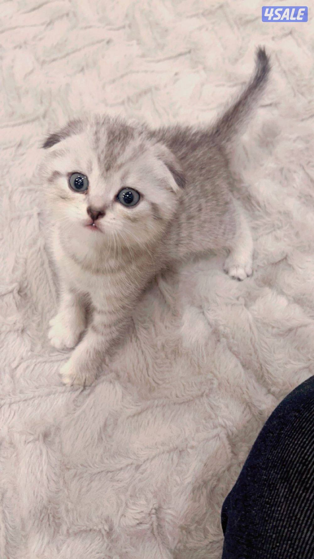 كتن سكوتش فولد0