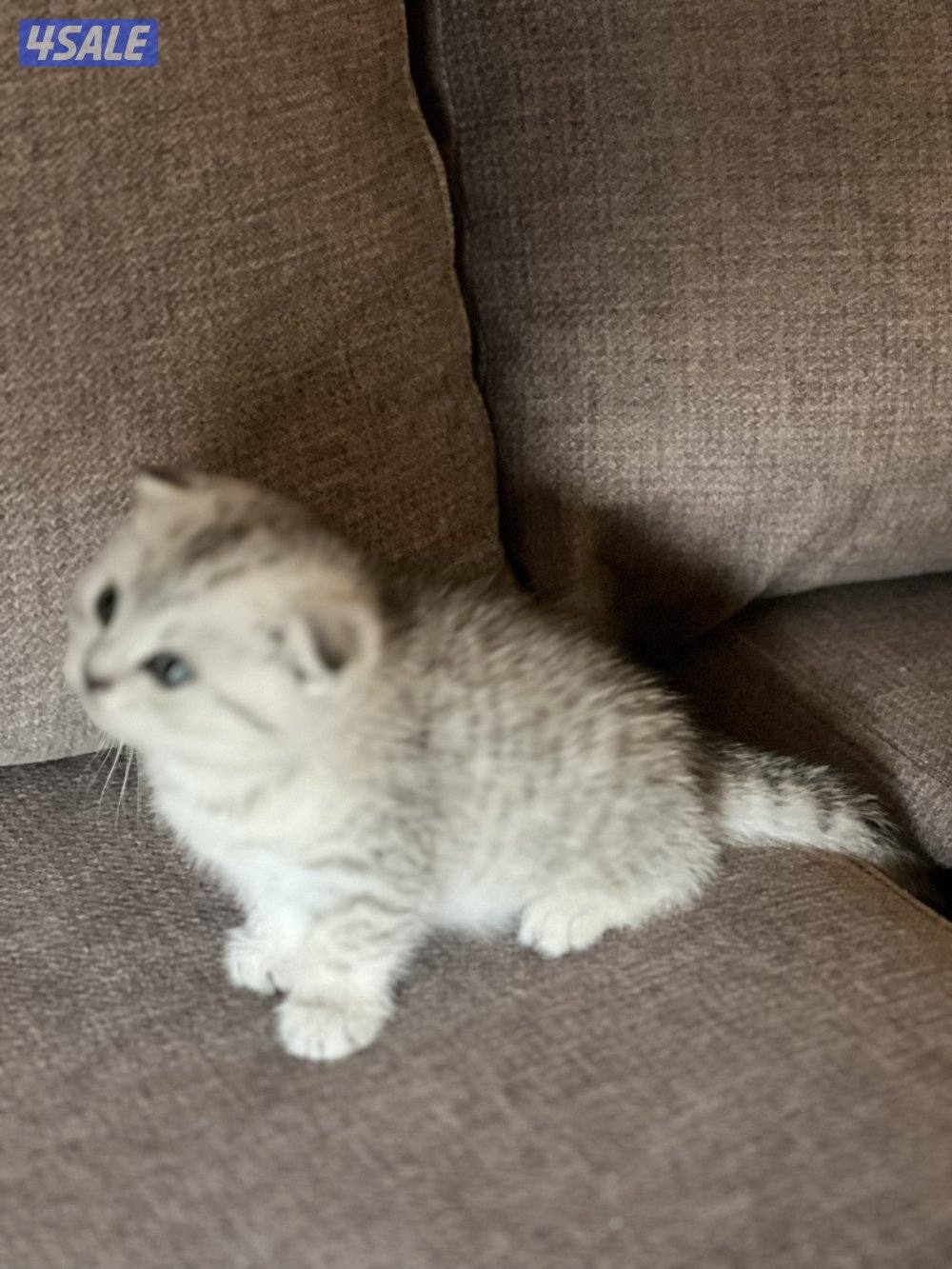 كتن سكوتش فولد1