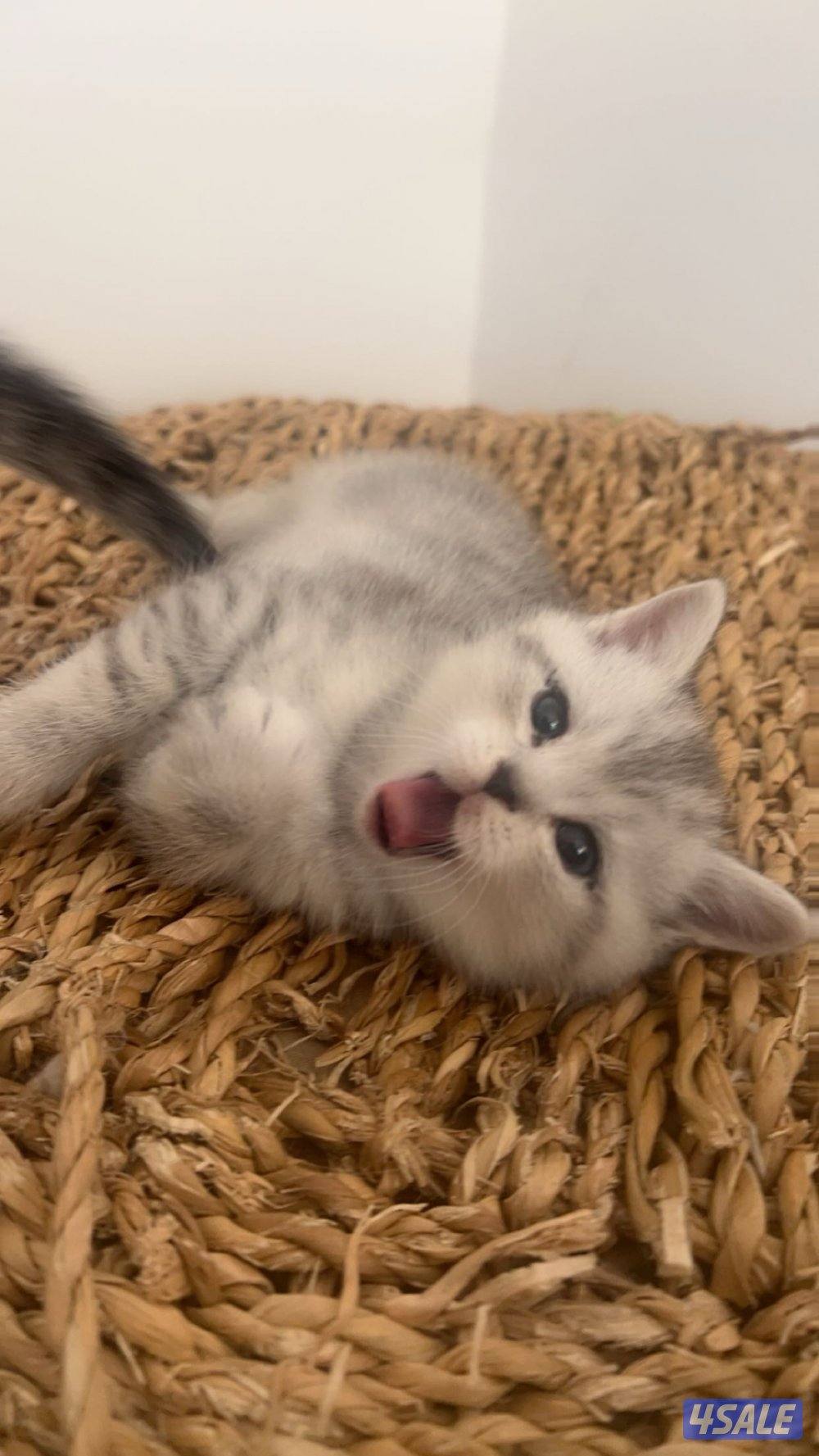 كتن سكوتش فولد2