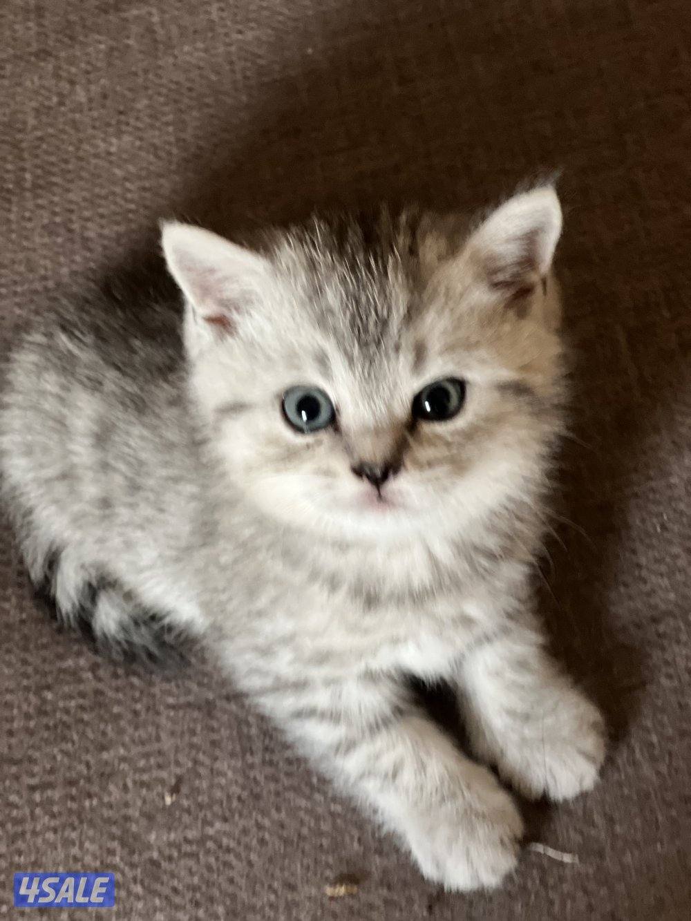 كتن سكوتش فولد3