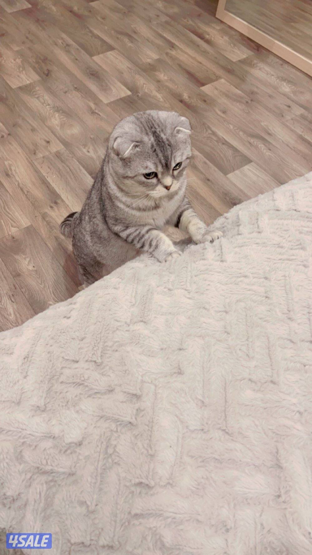 كتن سكوتش فولد4