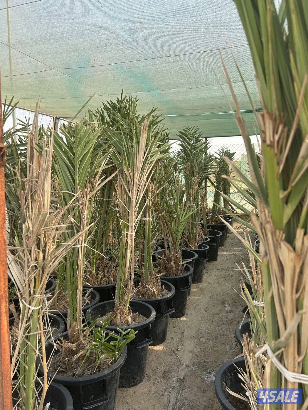 للبيع فروخ نخا  إخلاص ت  سعر 103