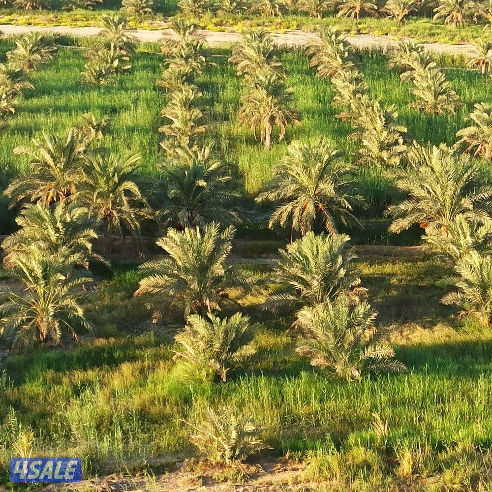 اهوازی لتکریب و شیل و زراعه نخیل0