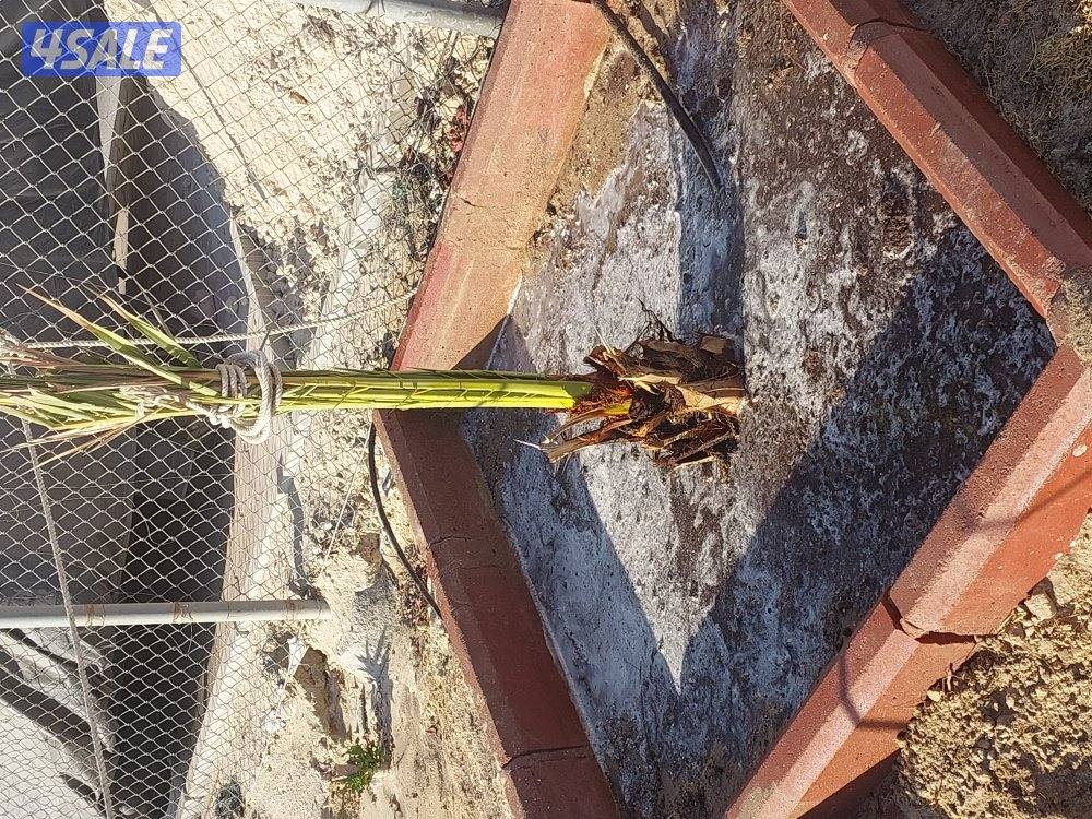 اهوازی لتکریب و شیل و زراعه نخیل1