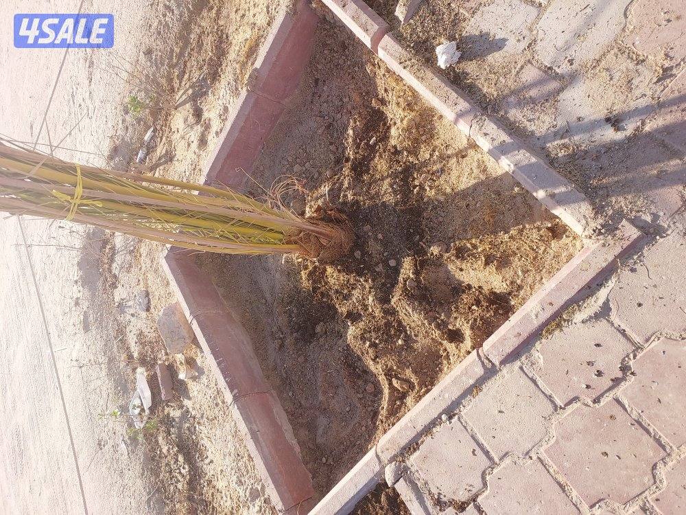 اهوازی لتکریب و شیل و زراعه نخیل2