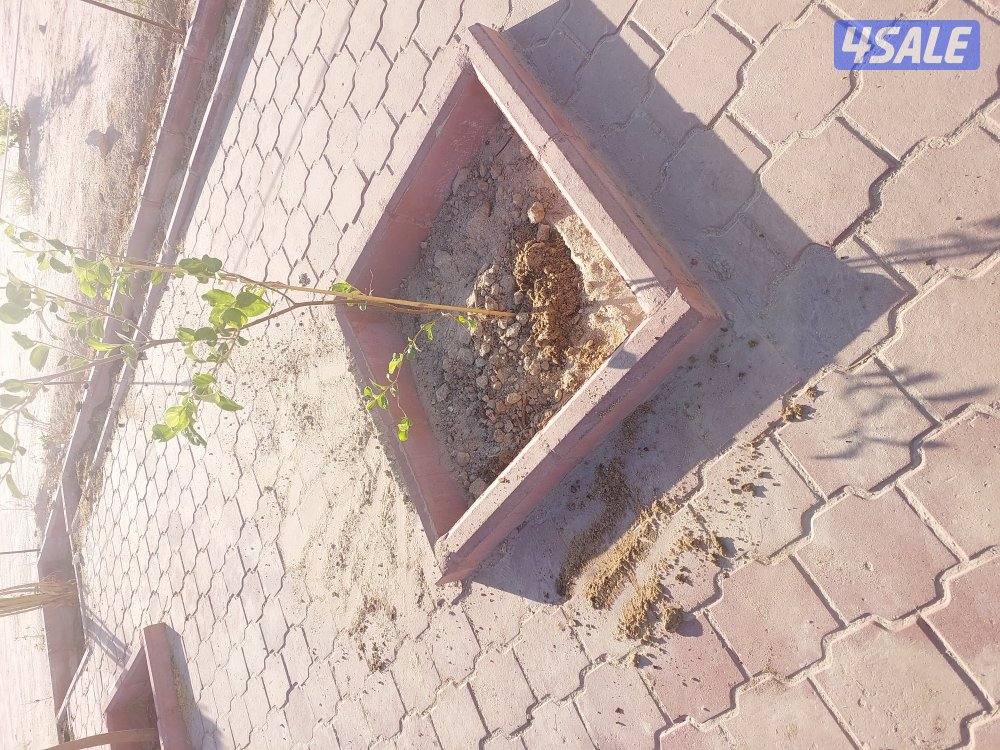 اهوازی لتکریب و شیل و زراعه نخیل3