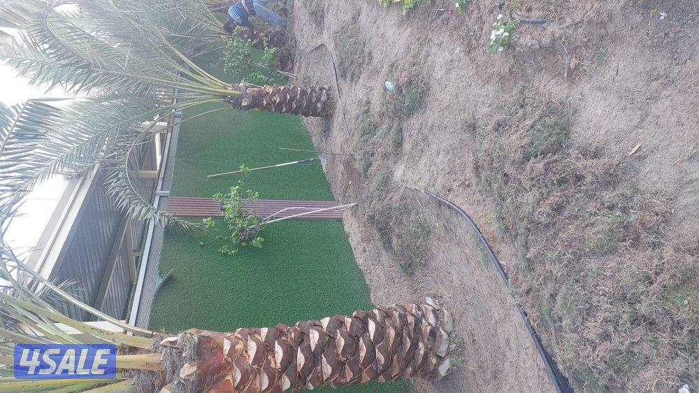 اهوازی لتکریب و شیل و زراعه نخیل4