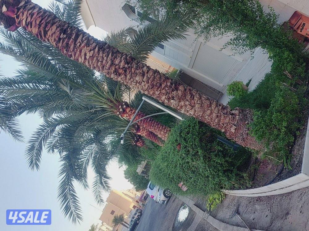 اهوازی لتکریب و شیل و زراعه نخیل5