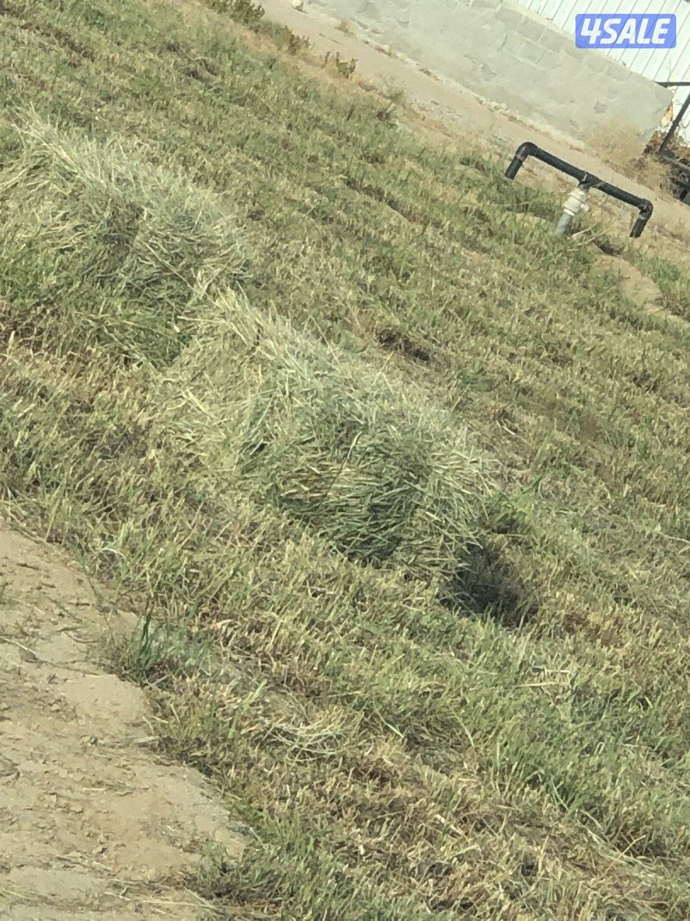 للبيع عدد 350 ربطه بلوبانك 2 دك (العبدلي ق6)2