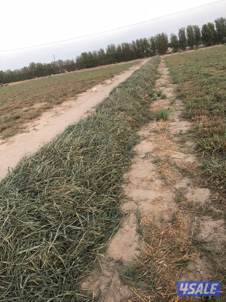 للبيع عدد 350 ربطه بلوبانك 2 دك (العبدلي ق6)4