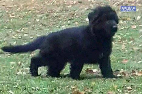 للبيع رويال بلاك  جيرمن شبرد0