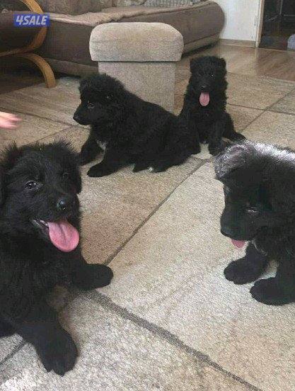 للبيع رويال بلاك  جيرمن شبرد1