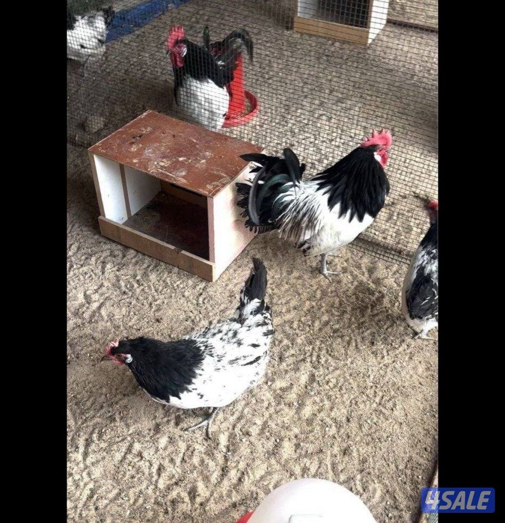 ‏دجاج لكفلدر0