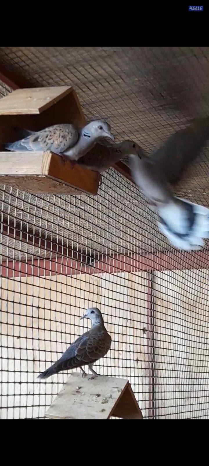 إنتاج محميه0