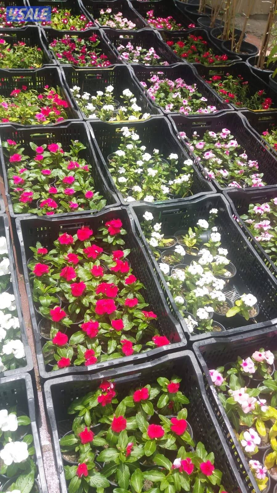 واشنطن الزراعية لتنسيق الحدائق وصيانتها جميع مناطق الكويت8