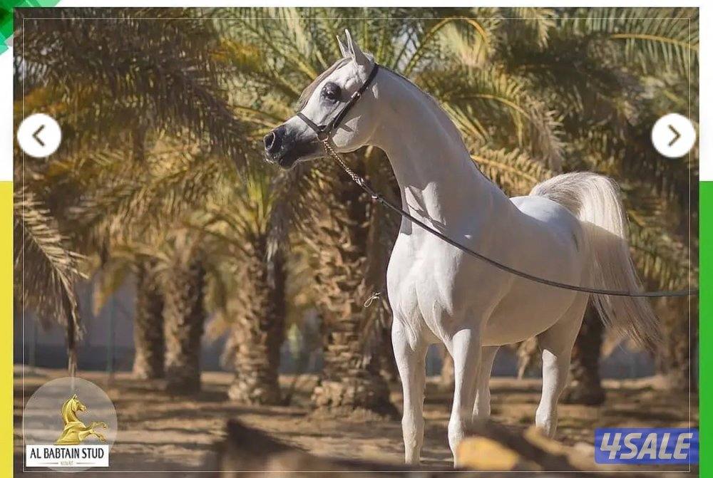 نقل خيل بأفضل الأسعار جميع مناطق الكويت1