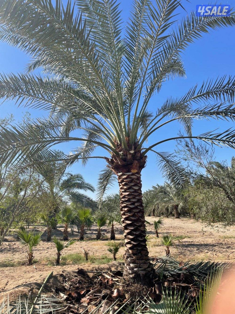 تنسيق حدائق وتنظيف وتكريب نخيل4