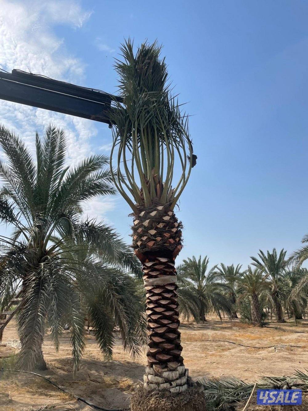 تنسيق حدائق وتنظيف وتكريب نخيل5