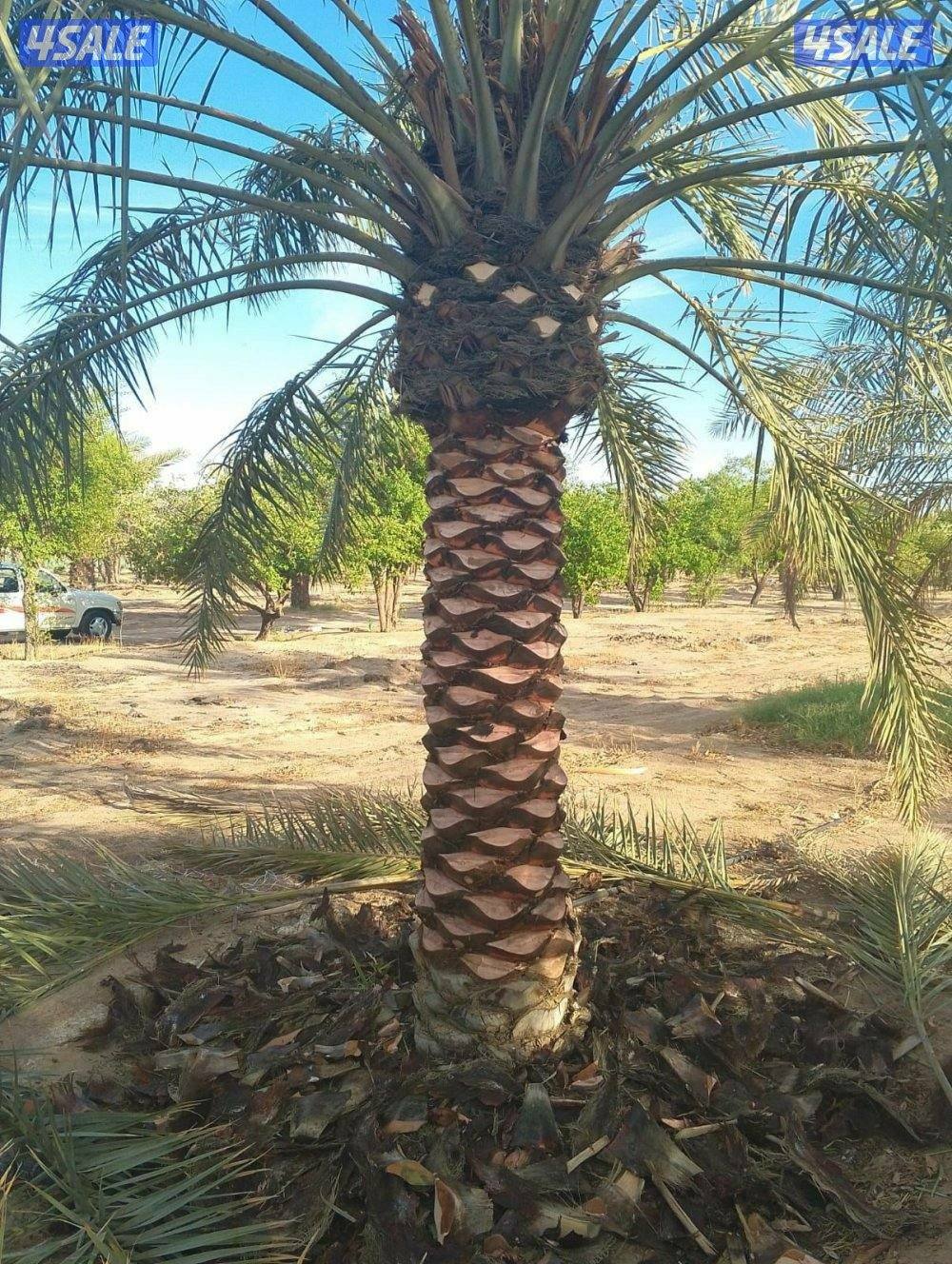 تنسيق حدائق وتنظيف وتكريب نخيل6