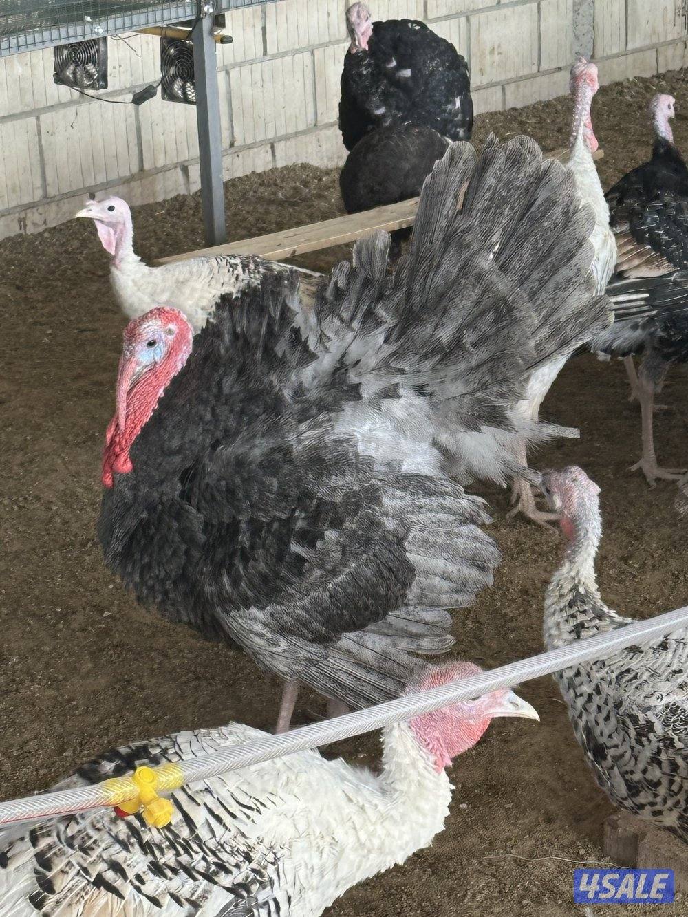 ديك رومي أمريكي ألوان الحجم كبير0