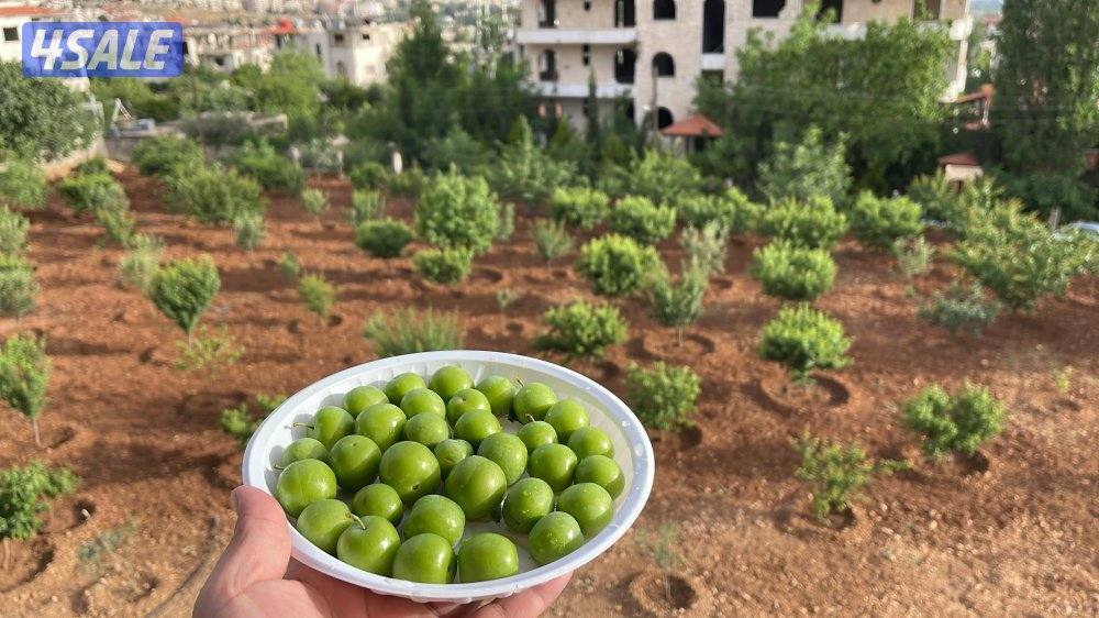 البيع شقة مع ارض في الزبداني0