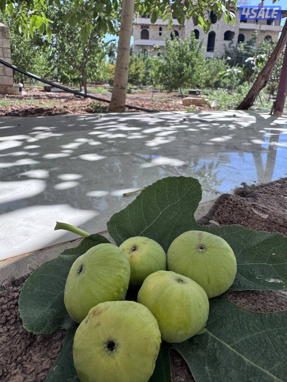 البيع شقة مع ارض في الزبداني1