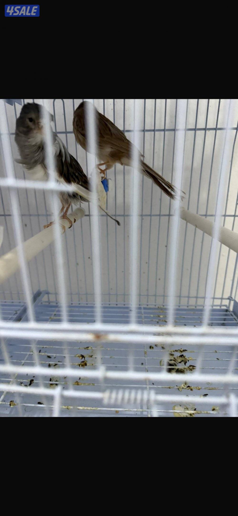 للبيع زوج كناري همداني شرط زوج ومنتج اللي له خاطر السعر٣٠ دينار0