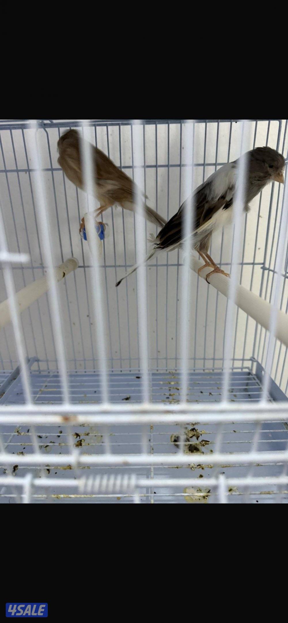 للبيع زوج كناري همداني شرط زوج ومنتج اللي له خاطر السعر٣٠ دينار1