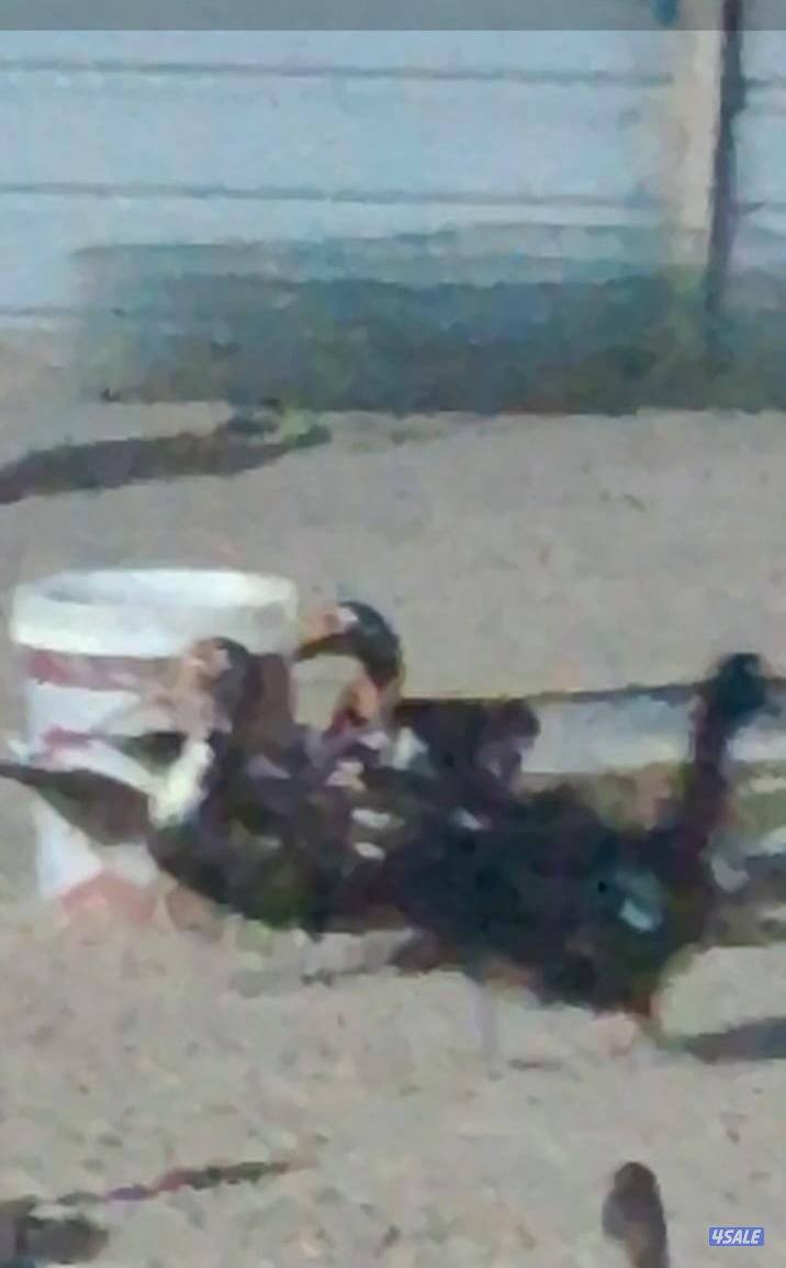 للبيع بيض بط مصري مسكوفي مخصب0