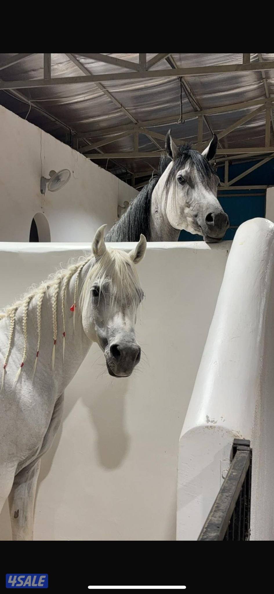 نوع العرض: فرس بولش فاخرة بنت شمال الخالدية 〽️0