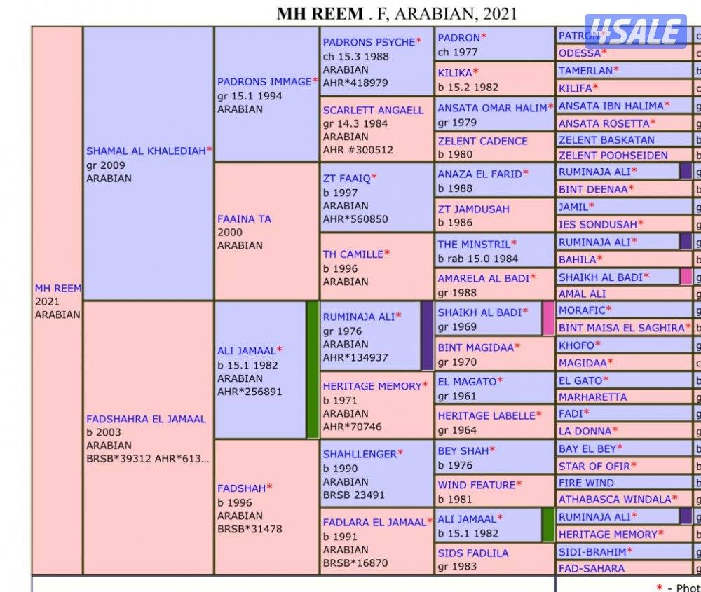نوع العرض: فرس بولش فاخرة بنت شمال الخالدية 〽️1