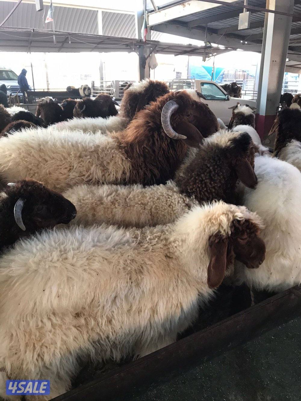 قصااب قصا ب تحت الطلب0