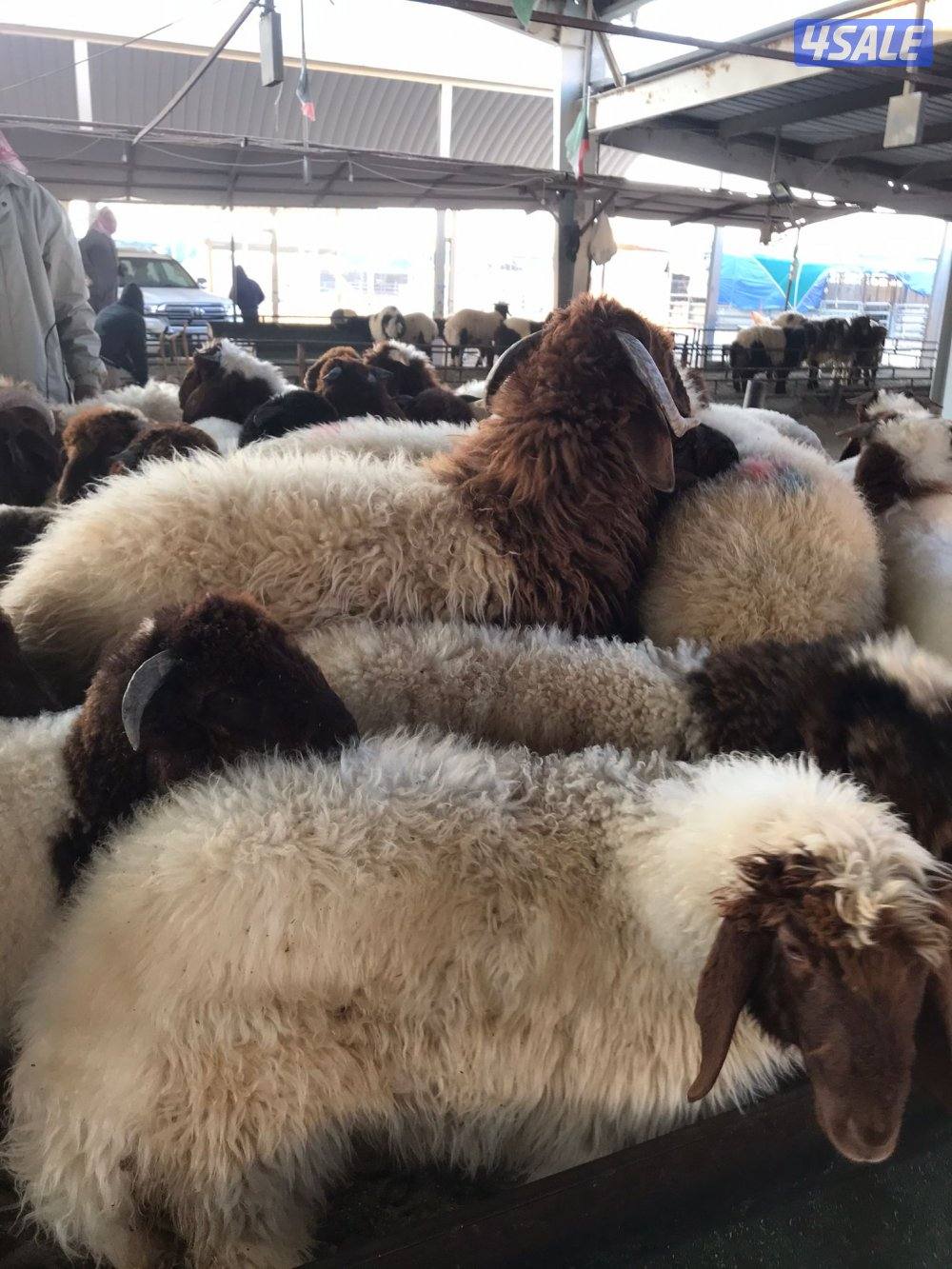 قصااب قصا ب تحت الطلب1