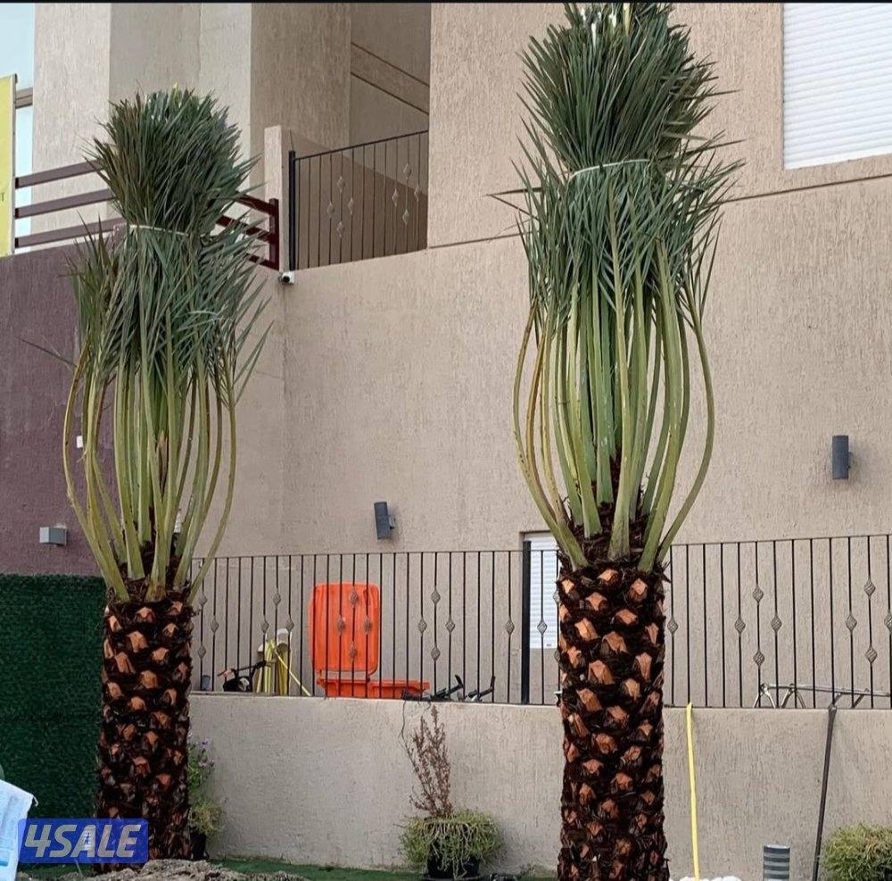 اهوازي للنخيل0