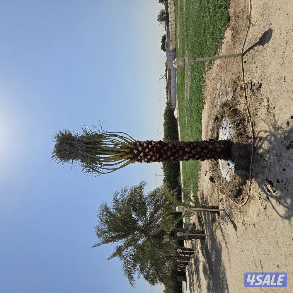 اهوازي للنخيل2