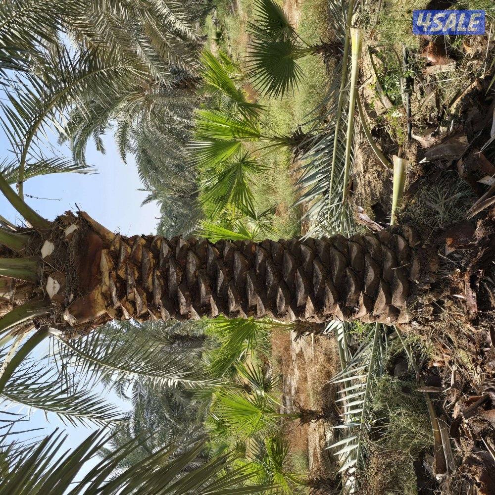 اهوازي للنخيل3