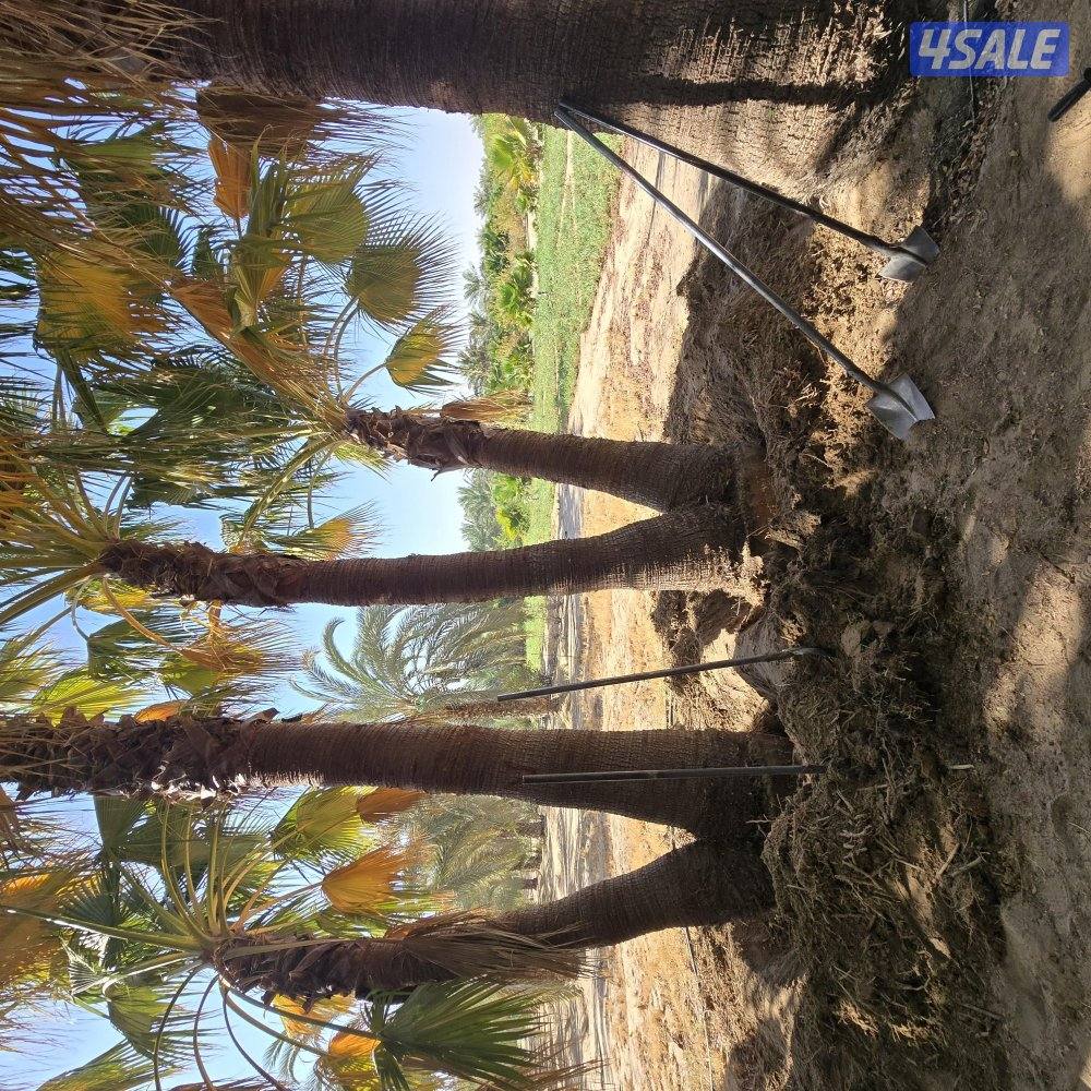 اهوازي للنخيل4