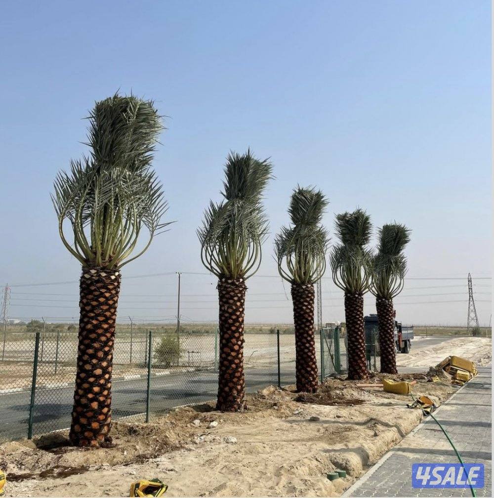 اهوازي للنخيل5