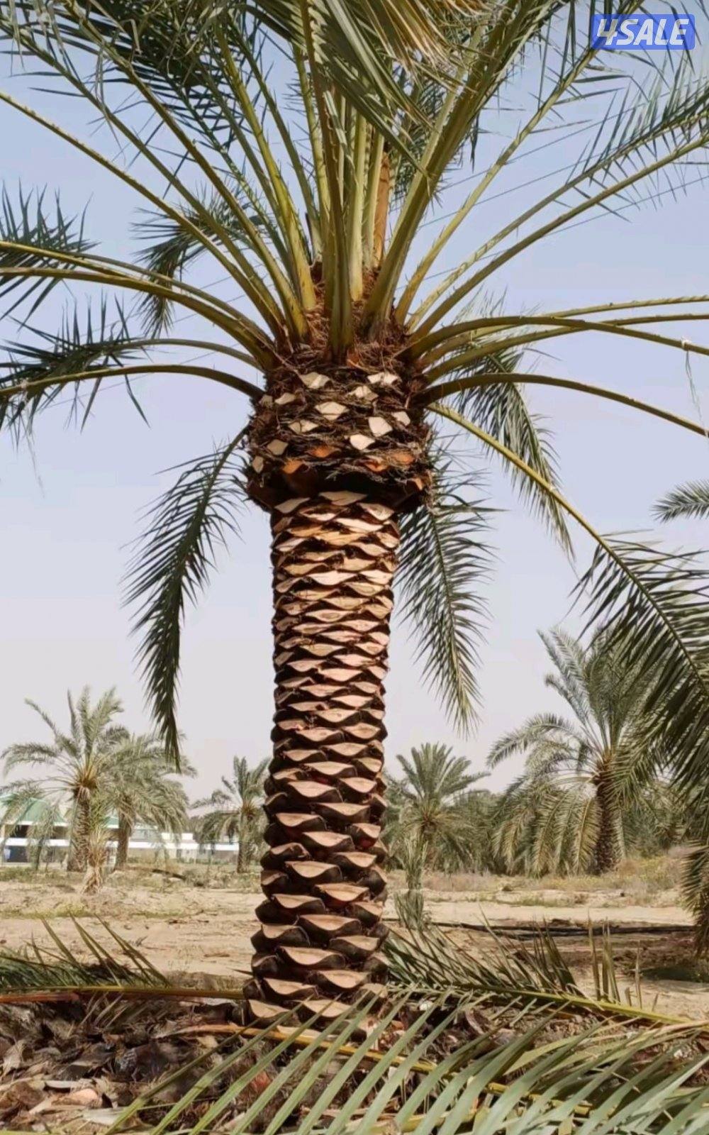 اهوازي للنخيل6