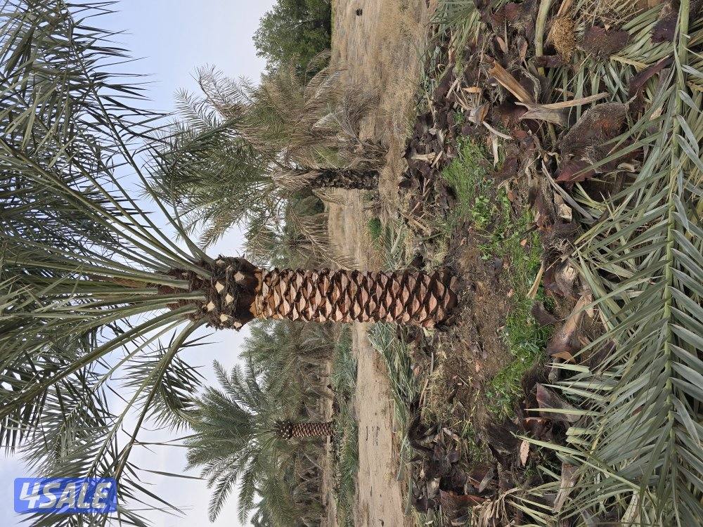 اهوازي للنخيل7