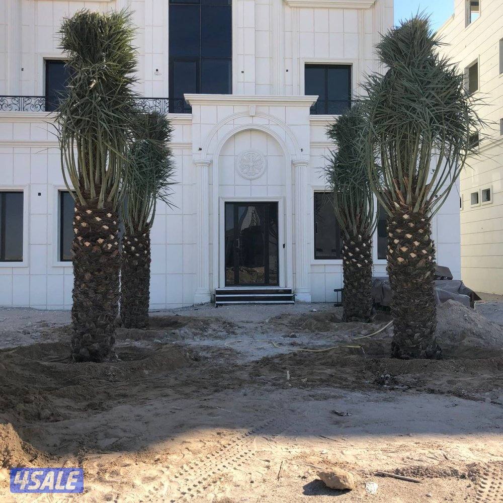 اهوازي للنخيل8