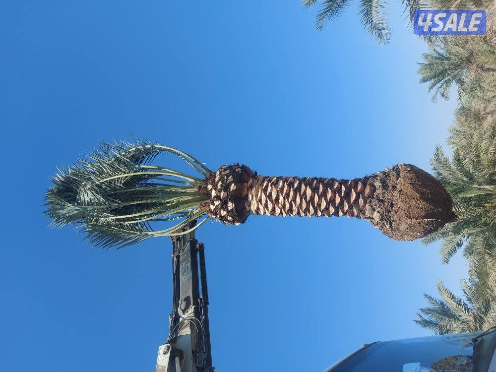 اهوازي للنخيل9