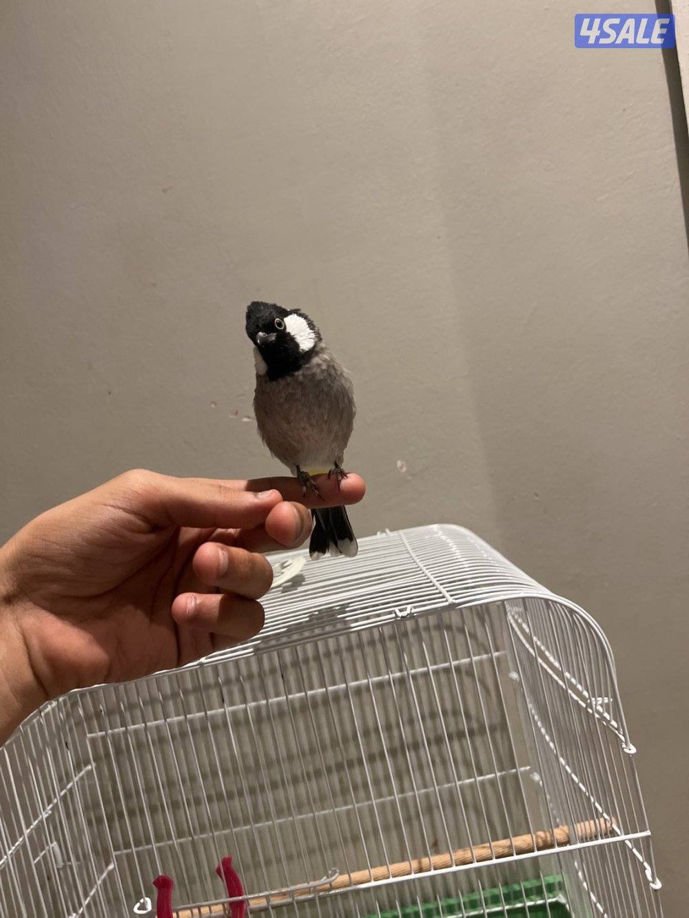 للبيع بلبل ربوه وتغريد حجمه حلو وصحه ممتازه1