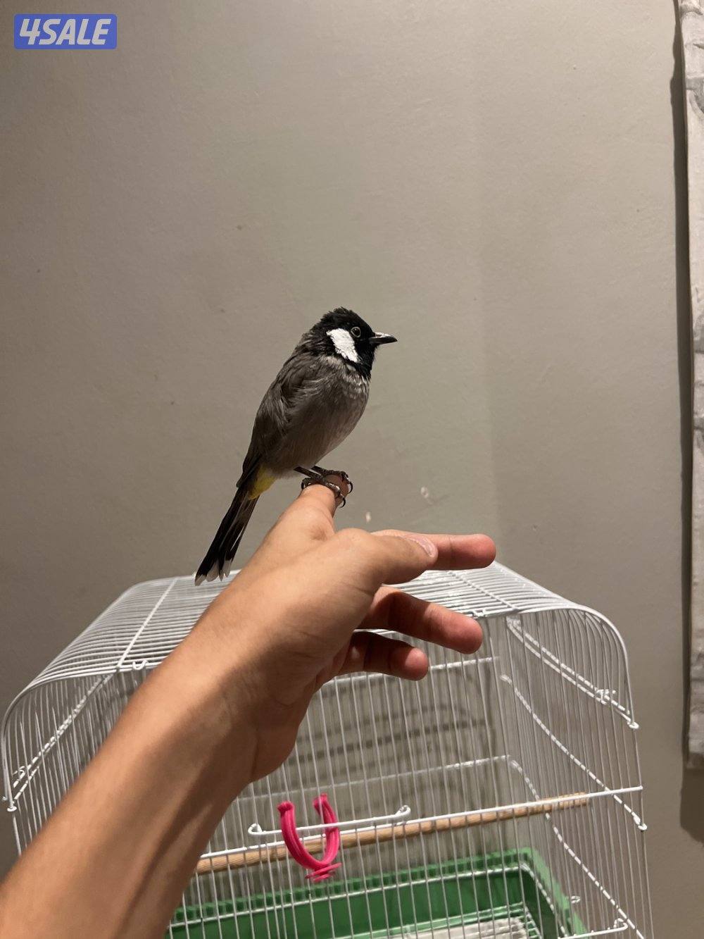 للبيع بلبل ربوه وتغريد حجمه حلو وصحه ممتازه2