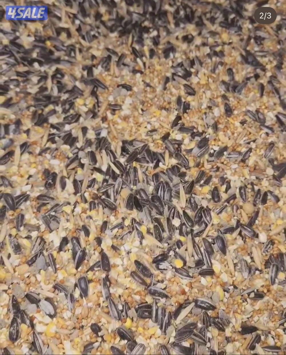 فروخ متنوعه7