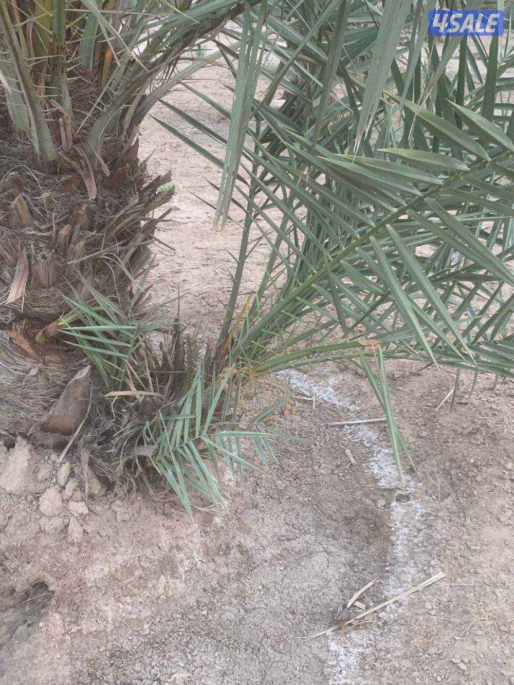 للبيع فروخ نخل خلاص احجام طيبه من العبدلي على تيلفون ٦٩٠/٣٥٨٨٥0